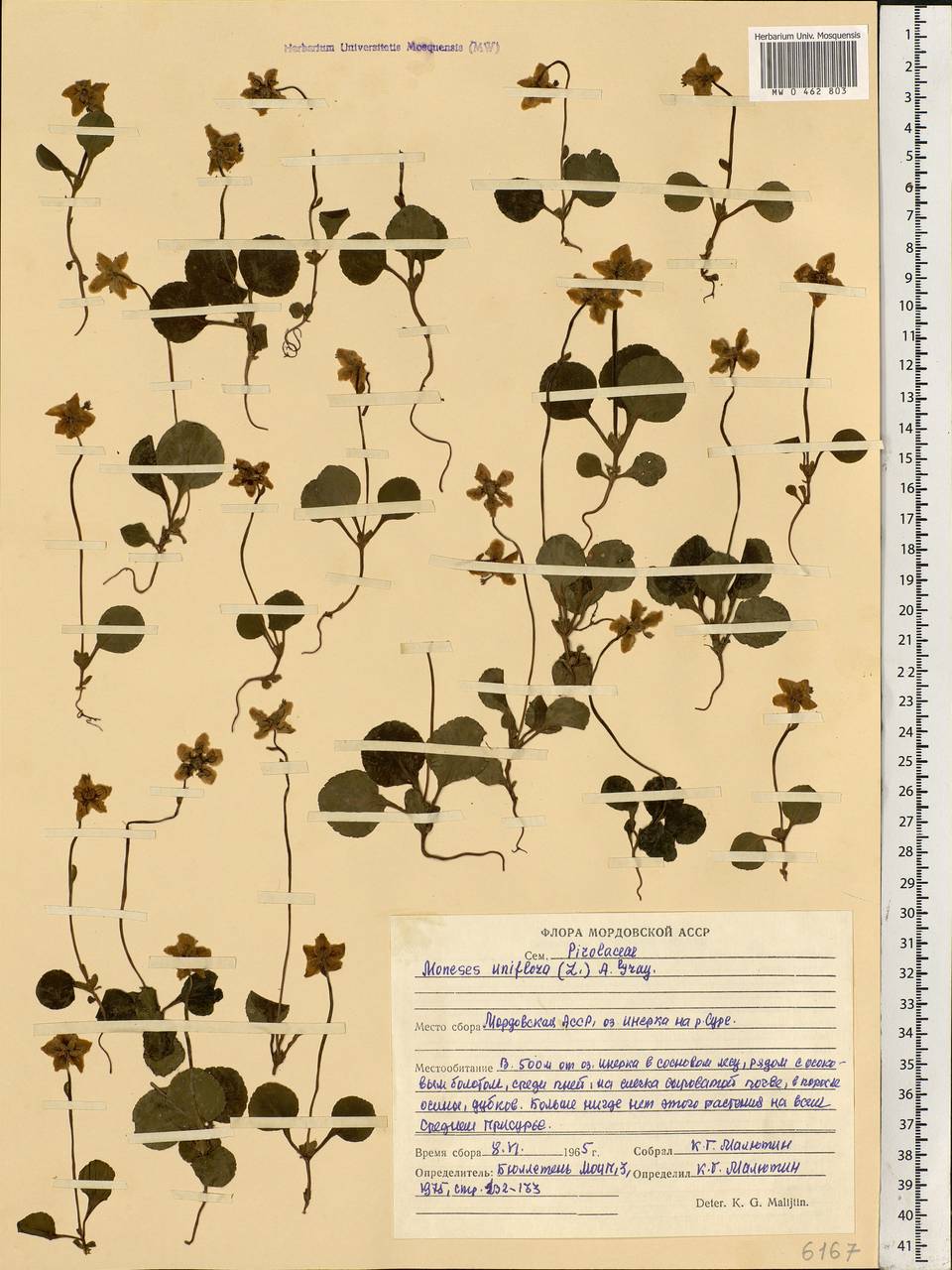 Moneses uniflora (L.) A. Gray, Eastern Europe, Middle Volga region (E8) (Russia)