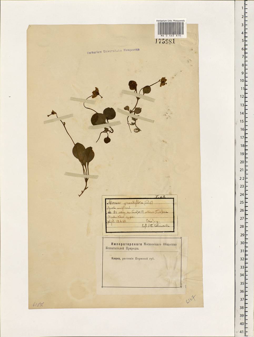 Moneses uniflora (L.) A. Gray, Eastern Europe, Eastern region (E10) (Russia)