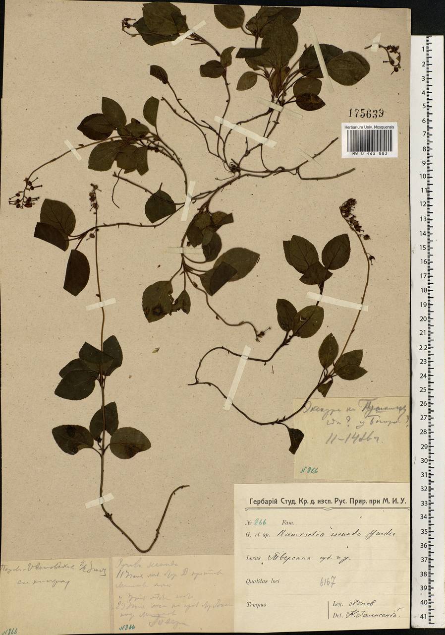 Orthilia secunda (L.) House, Eastern Europe, North-Western region (E2) (Russia)