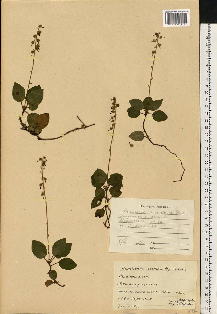 Orthilia secunda (L.) House, Eastern Europe, Central region (E4) (Russia)