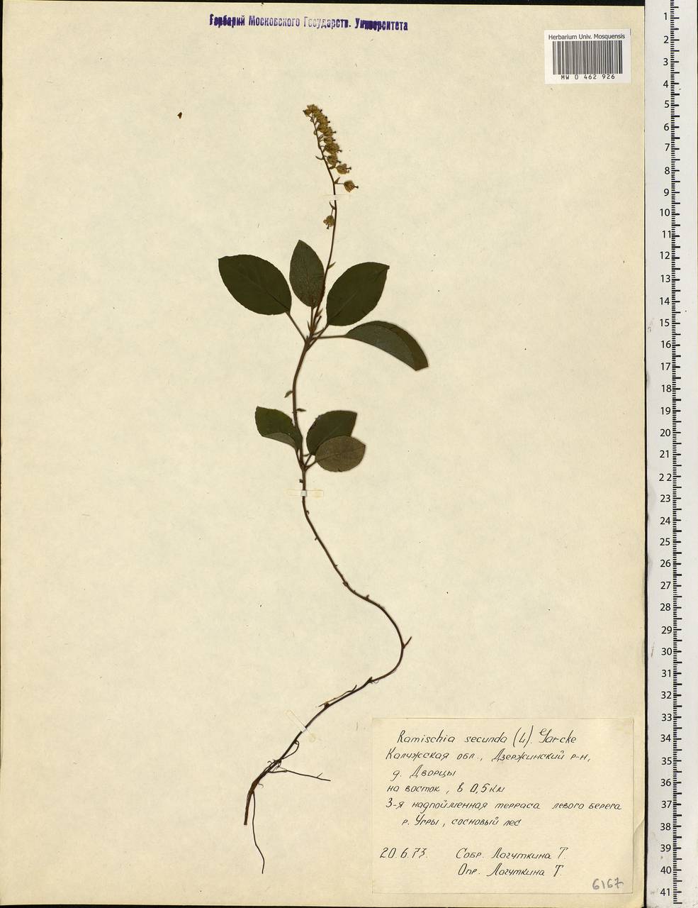 Orthilia secunda (L.) House, Eastern Europe, Central region (E4) (Russia)