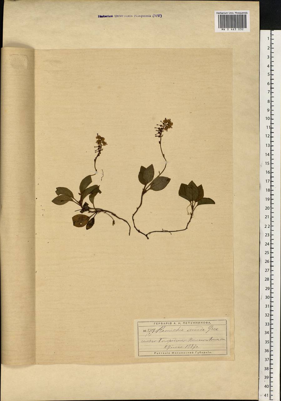 Orthilia secunda (L.) House, Eastern Europe, Moscow region (E4a) (Russia)