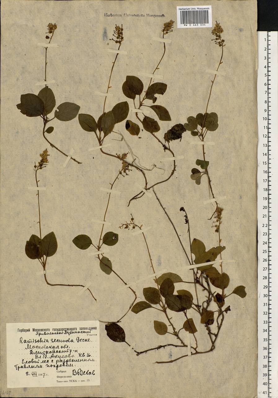 Orthilia secunda (L.) House, Eastern Europe, Moscow region (E4a) (Russia)