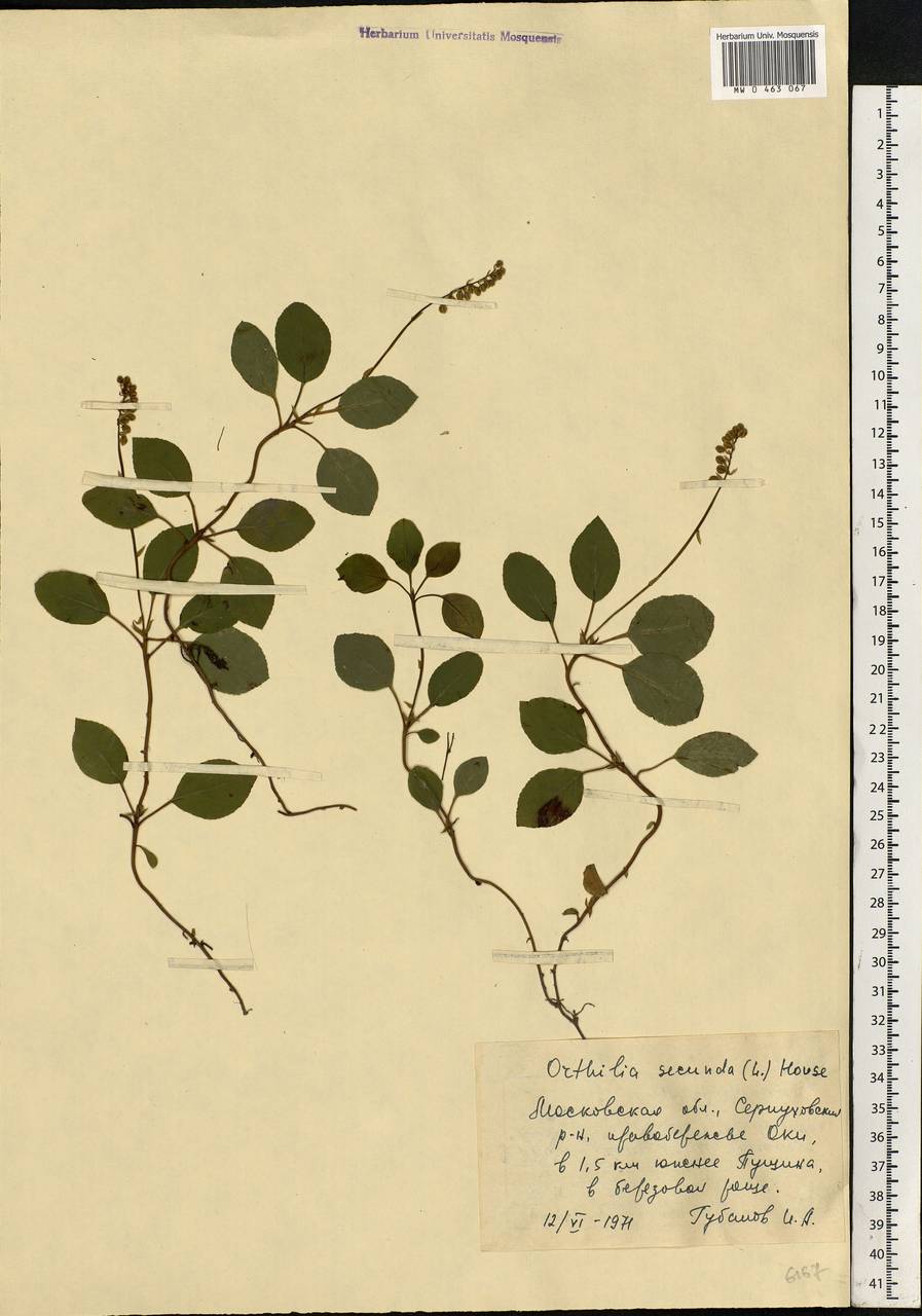 Orthilia secunda (L.) House, Eastern Europe, Moscow region (E4a) (Russia)