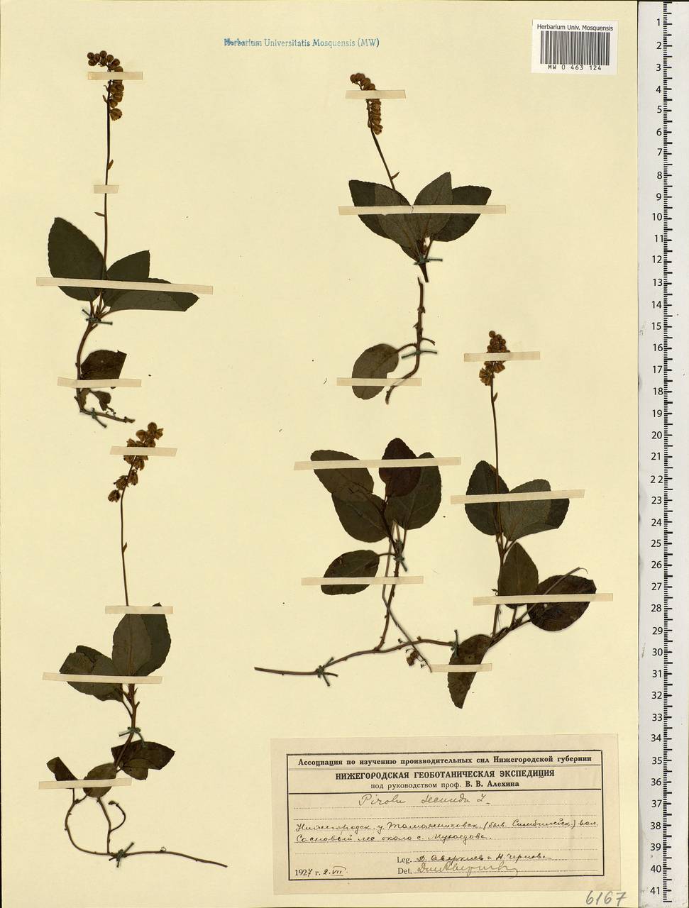 Orthilia secunda (L.) House, Eastern Europe, Volga-Kama region (E7) (Russia)