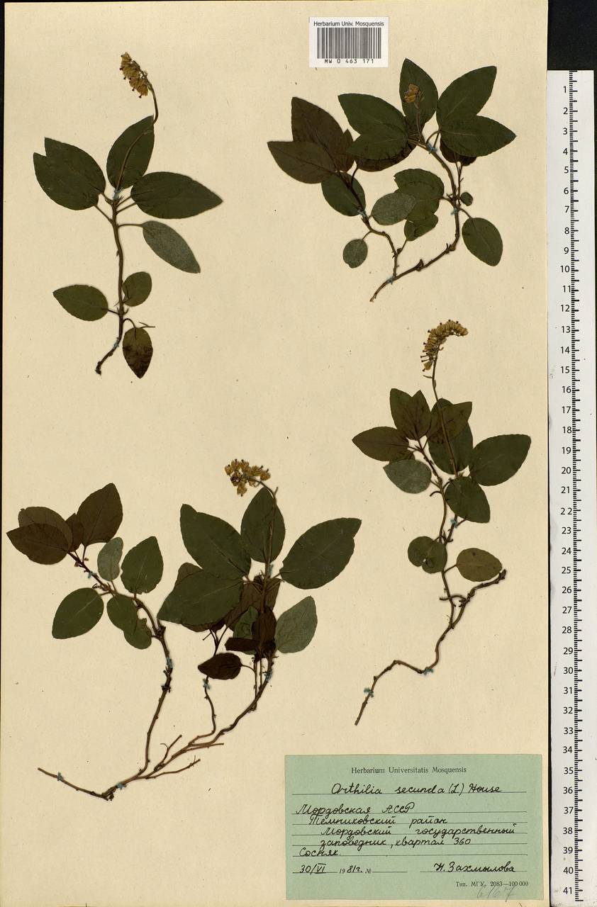 Orthilia secunda (L.) House, Eastern Europe, Middle Volga region (E8) (Russia)