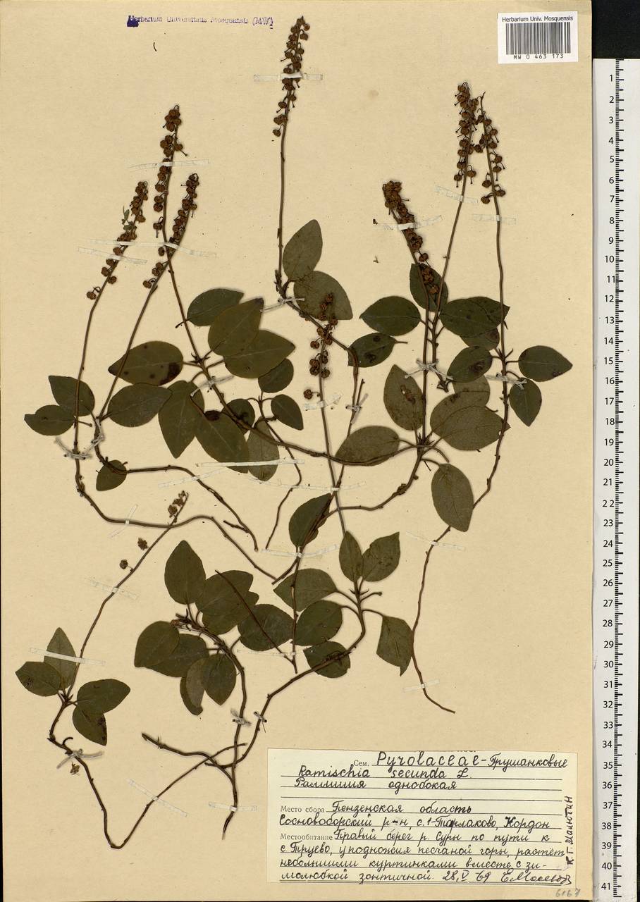 Orthilia secunda (L.) House, Eastern Europe, Middle Volga region (E8) (Russia)