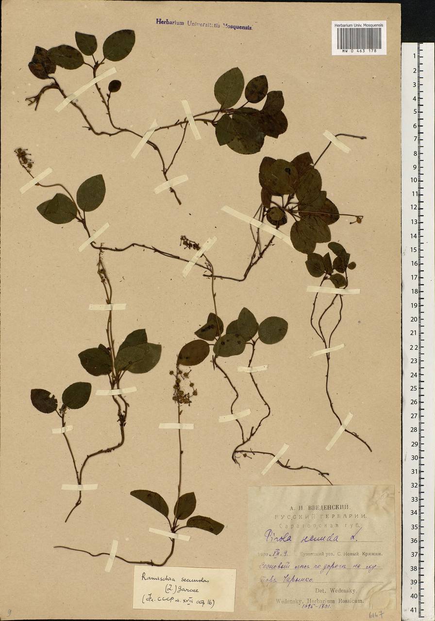 Orthilia secunda (L.) House, Eastern Europe, Middle Volga region (E8) (Russia)