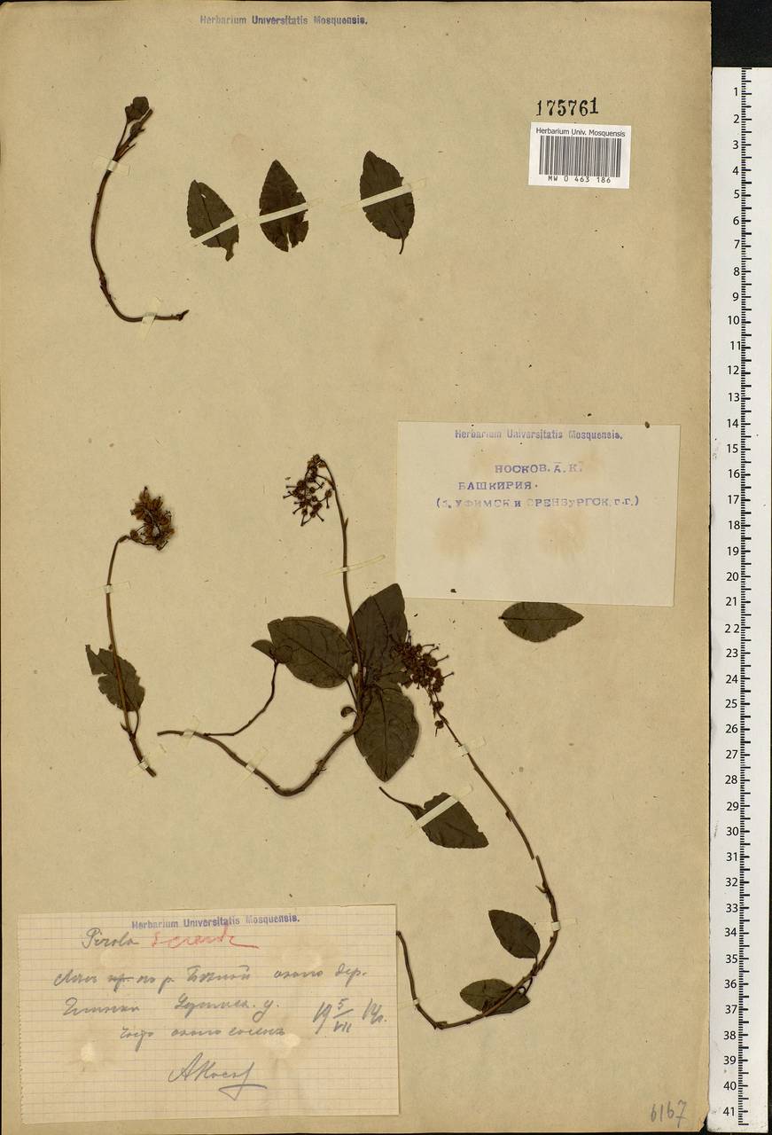 Orthilia secunda (L.) House, Eastern Europe, Eastern region (E10) (Russia)