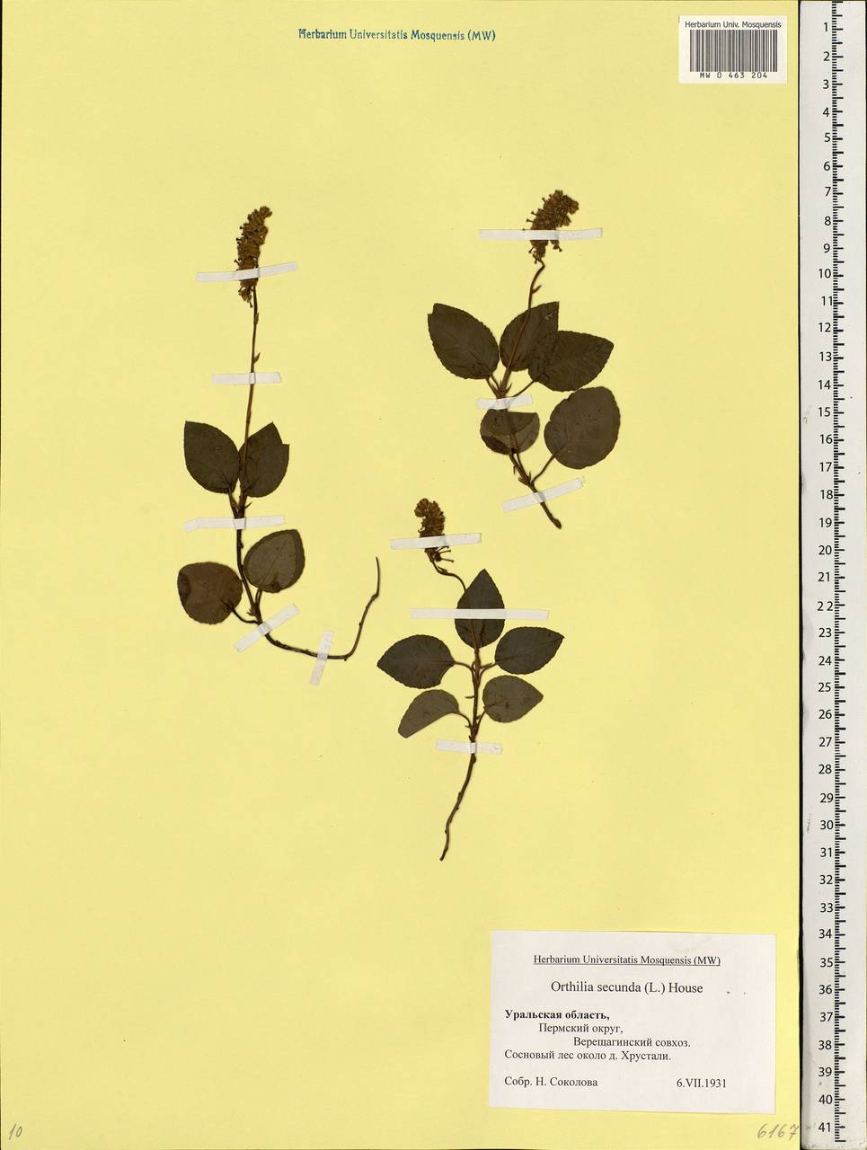 Orthilia secunda (L.) House, Eastern Europe, Eastern region (E10) (Russia)