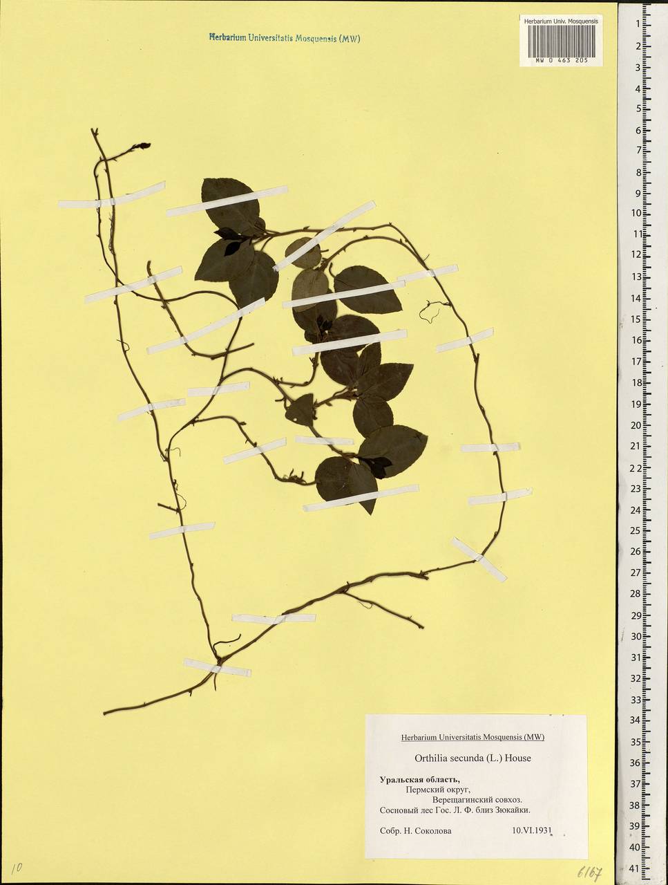 Orthilia secunda (L.) House, Eastern Europe, Eastern region (E10) (Russia)