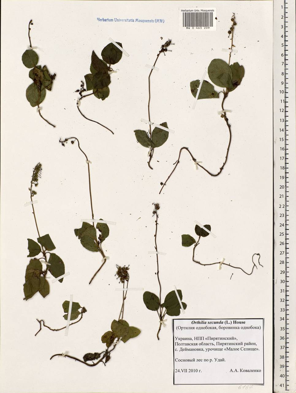 Orthilia secunda (L.) House, Eastern Europe, North Ukrainian region (E11) (Ukraine)