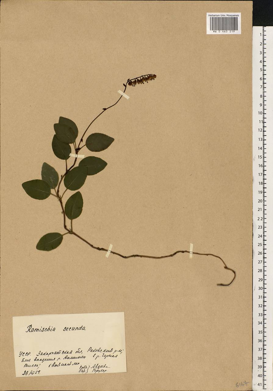 Orthilia secunda (L.) House, Eastern Europe, West Ukrainian region (E13) (Ukraine)
