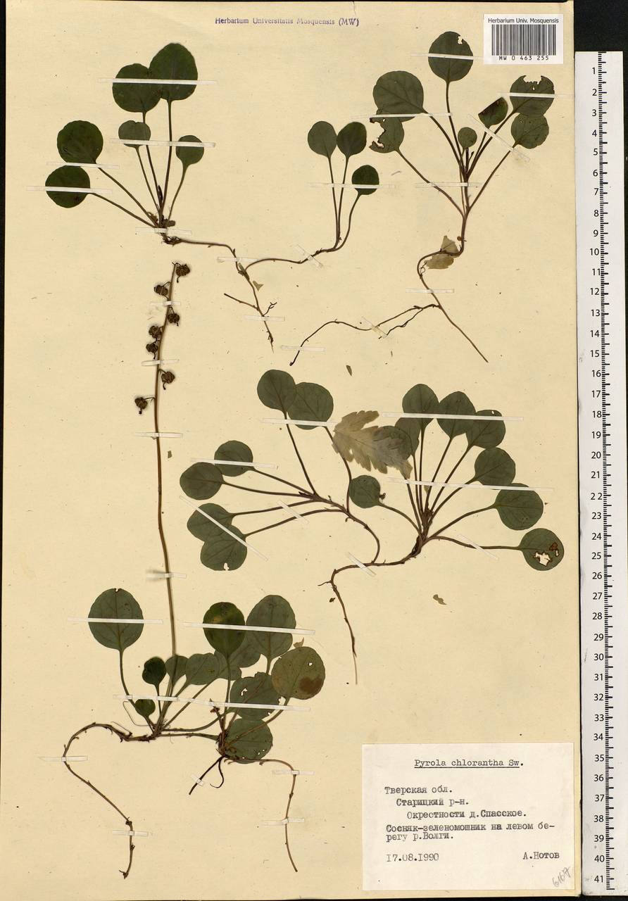 Pyrola chlorantha Sw., Eastern Europe, North-Western region (E2) (Russia)