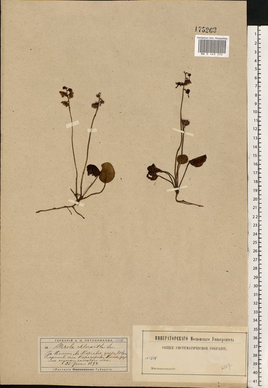 Pyrola chlorantha Sw., Eastern Europe, North-Western region (E2) (Russia)