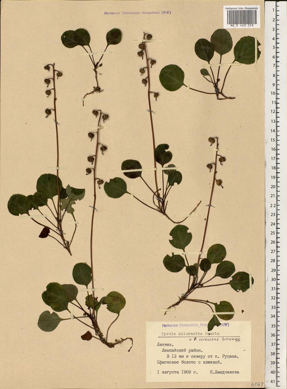 Pyrola chlorantha Sw., Eastern Europe, Latvia (E2b) (Latvia)
