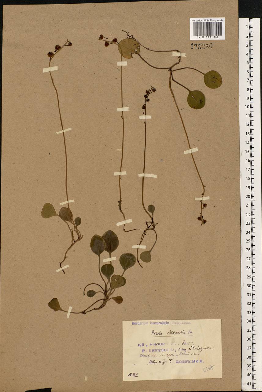 Pyrola chlorantha Sw., Eastern Europe, Belarus (E3a) (Belarus)