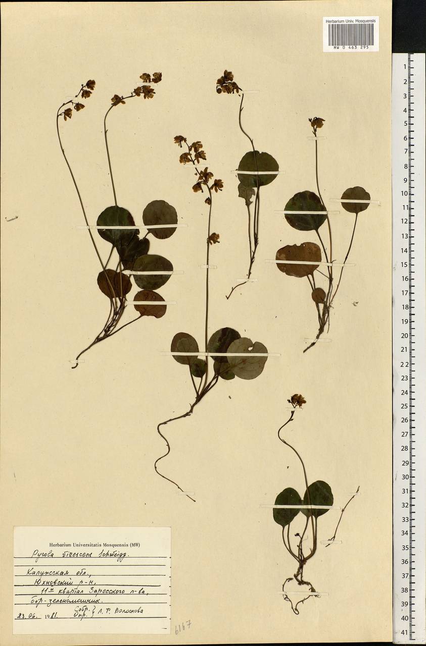 Pyrola chlorantha Sw., Eastern Europe, Central region (E4) (Russia)