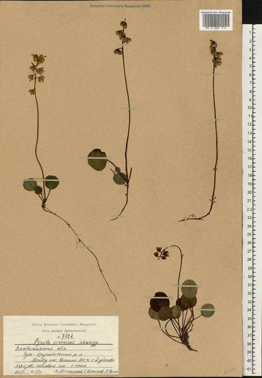Pyrola chlorantha Sw., Eastern Europe, Central region (E4) (Russia)