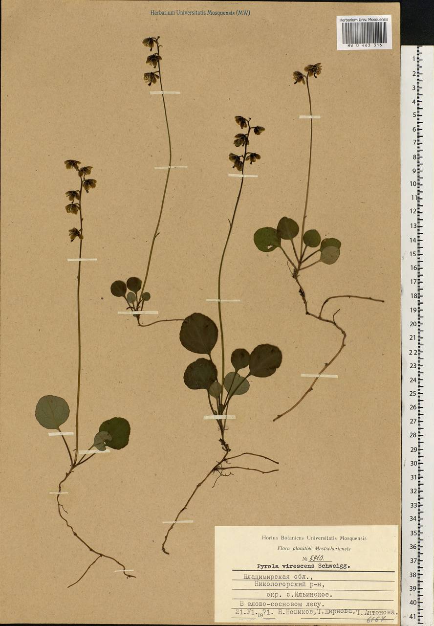Pyrola chlorantha Sw., Eastern Europe, Central region (E4) (Russia)