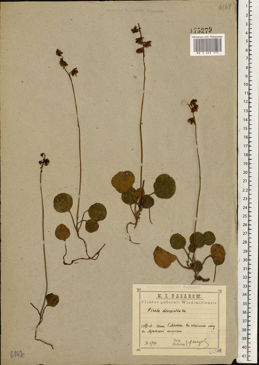 Pyrola chlorantha Sw., Eastern Europe, Central region (E4) (Russia)