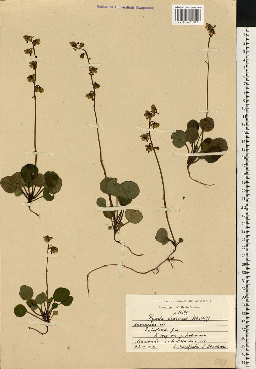 Pyrola chlorantha Sw., Eastern Europe, Moscow region (E4a) (Russia)