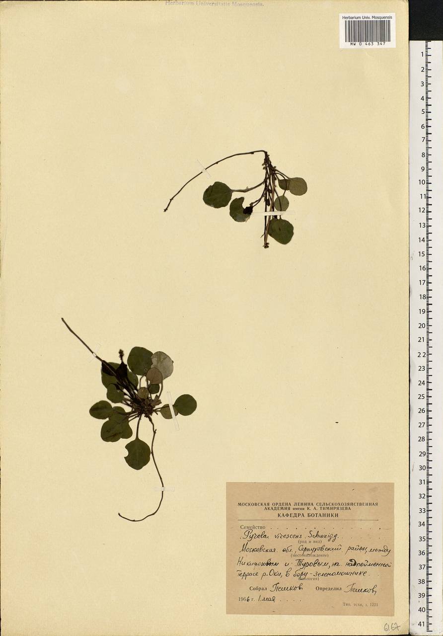 Pyrola chlorantha Sw., Eastern Europe, Moscow region (E4a) (Russia)