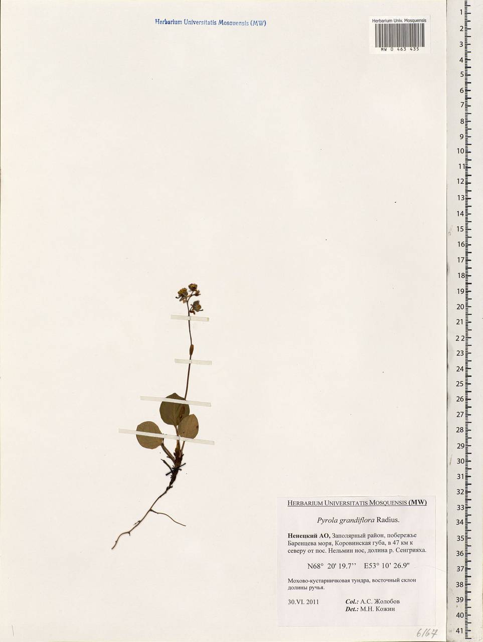 Pyrola grandiflora Radius, Eastern Europe, Northern region (E1) (Russia)