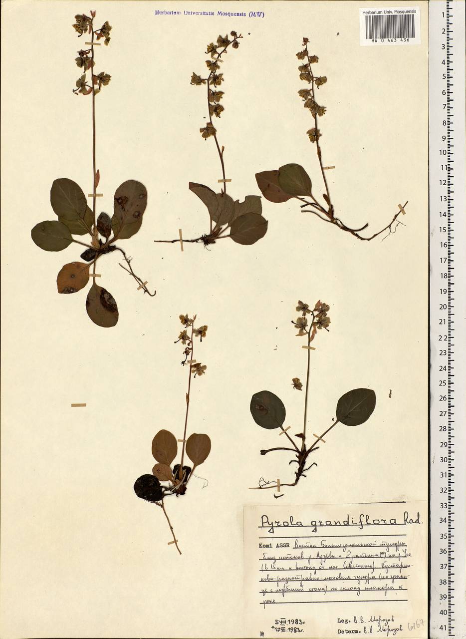 Pyrola grandiflora Radius, Eastern Europe, Northern region (E1) (Russia)