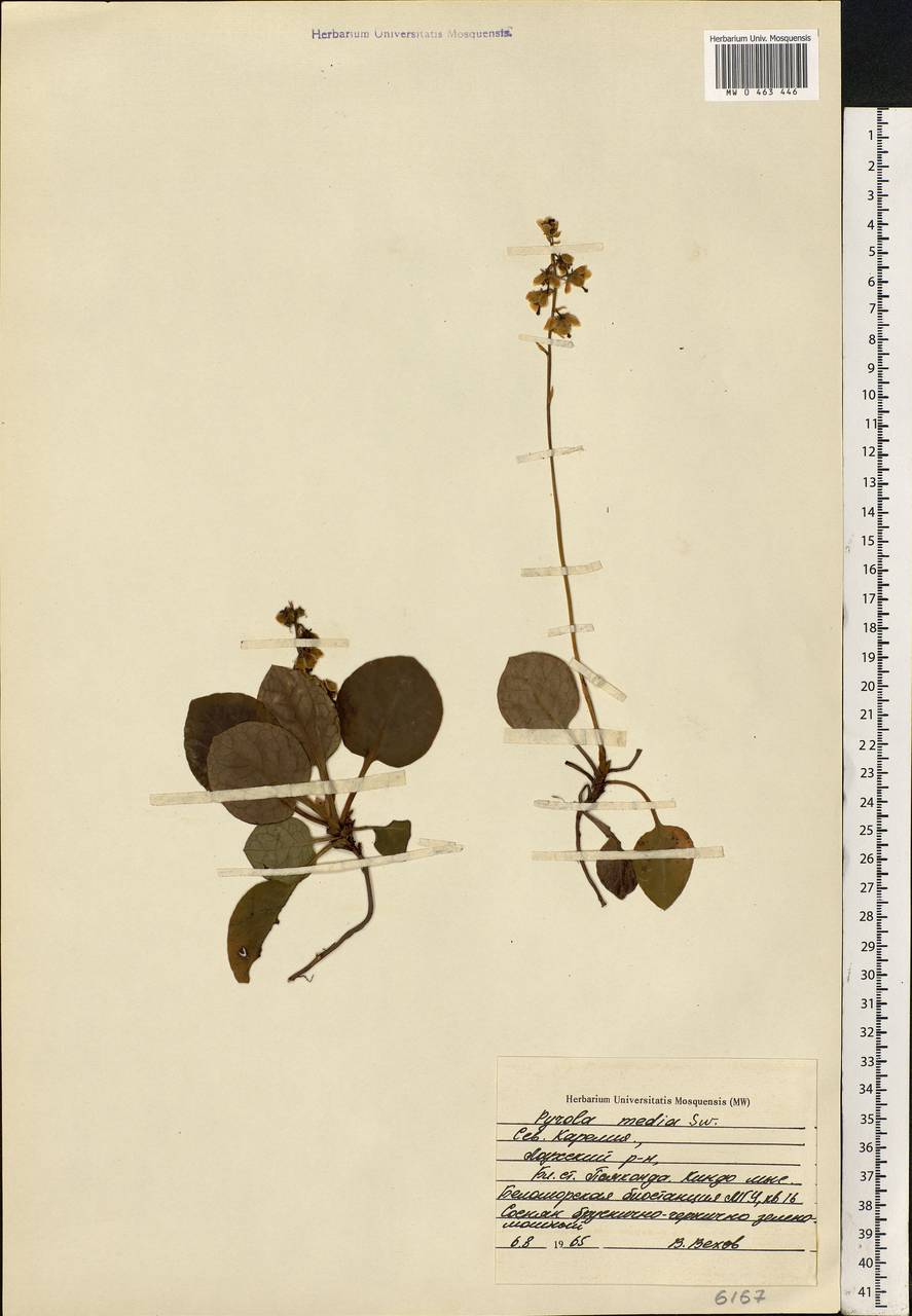 Pyrola media Sw., Eastern Europe, Northern region (E1) (Russia)