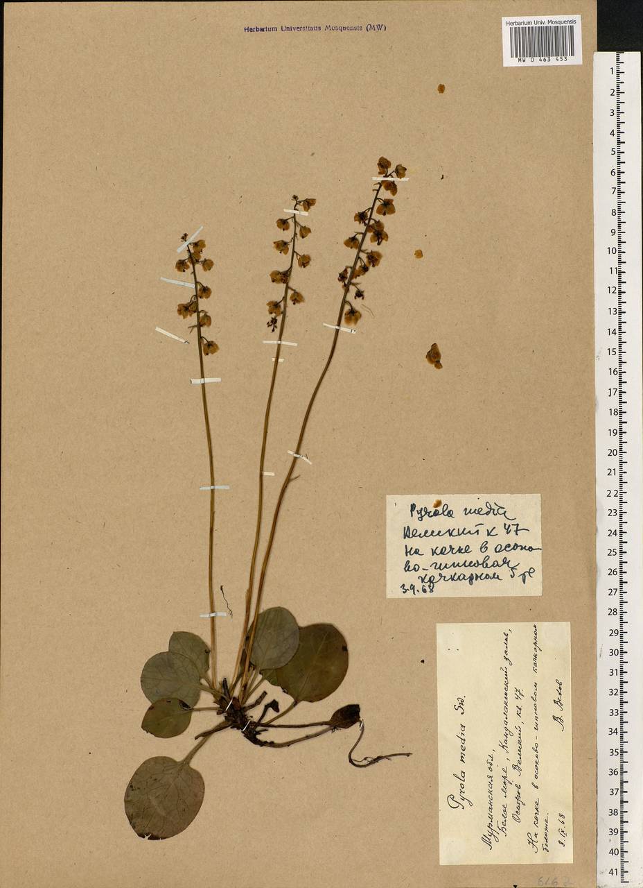 Pyrola media Sw., Eastern Europe, Northern region (E1) (Russia)