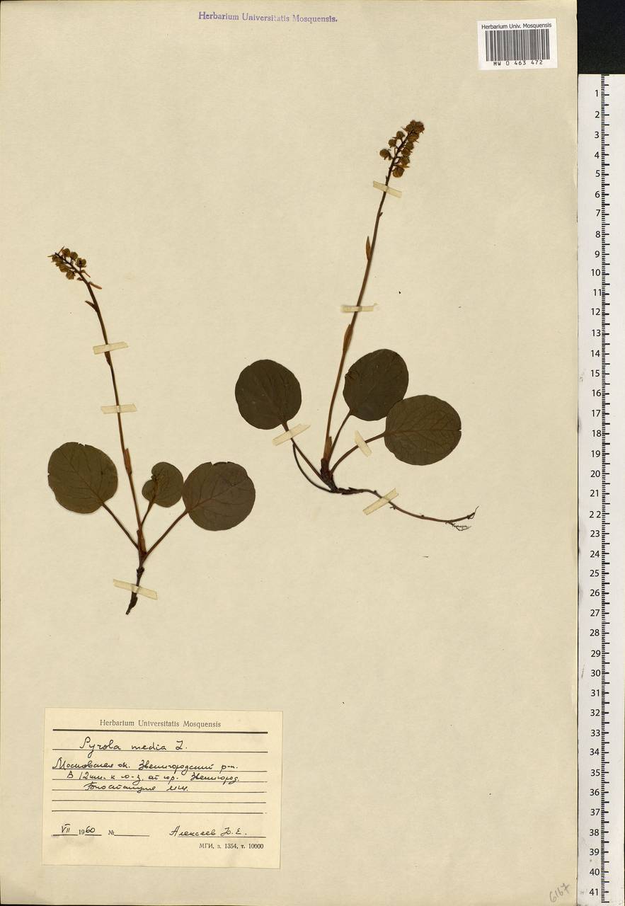 Pyrola media Sw., Eastern Europe, Moscow region (E4a) (Russia)