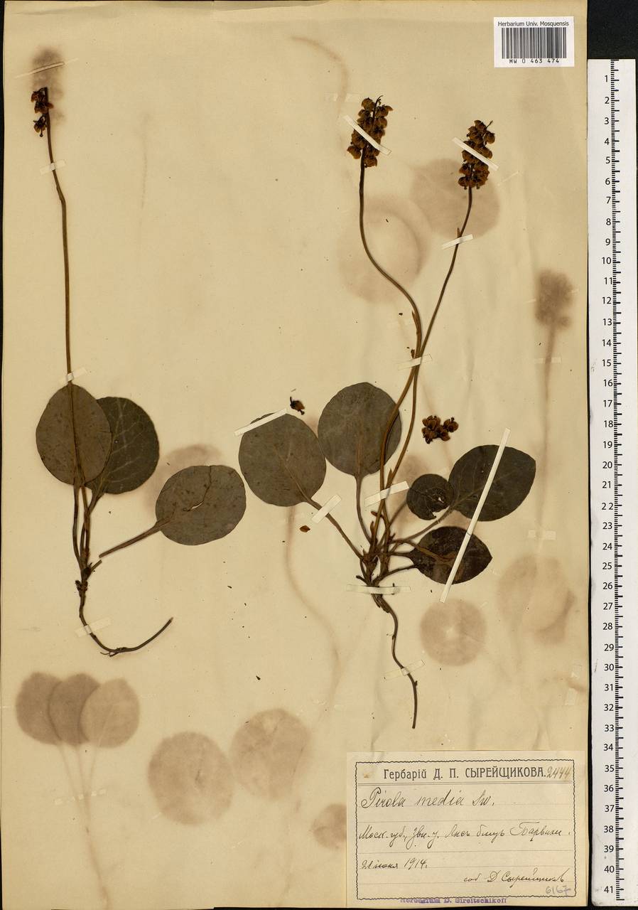 Pyrola media Sw., Eastern Europe, Moscow region (E4a) (Russia)