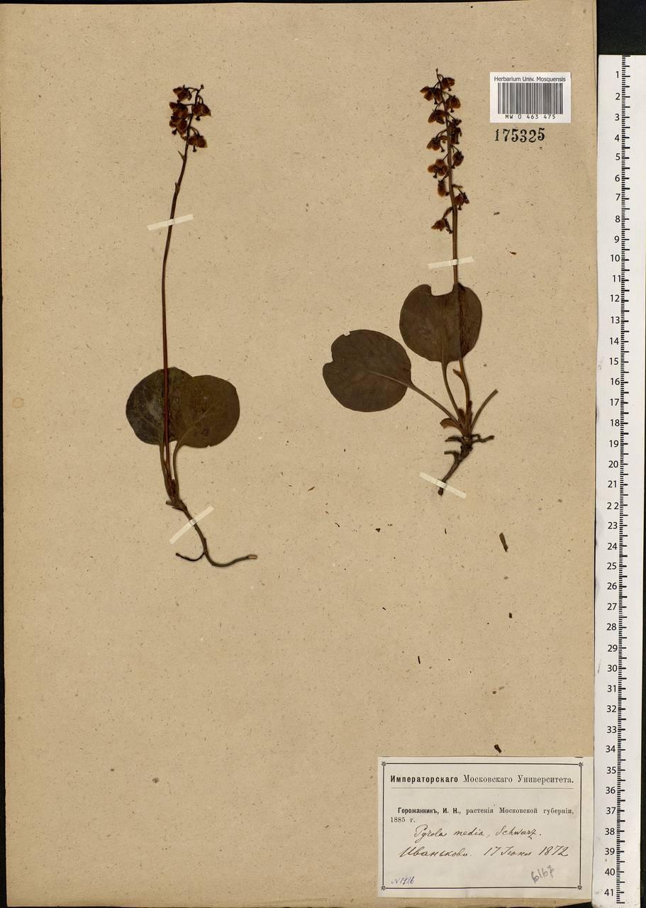 Pyrola media Sw., Eastern Europe, Moscow region (E4a) (Russia)