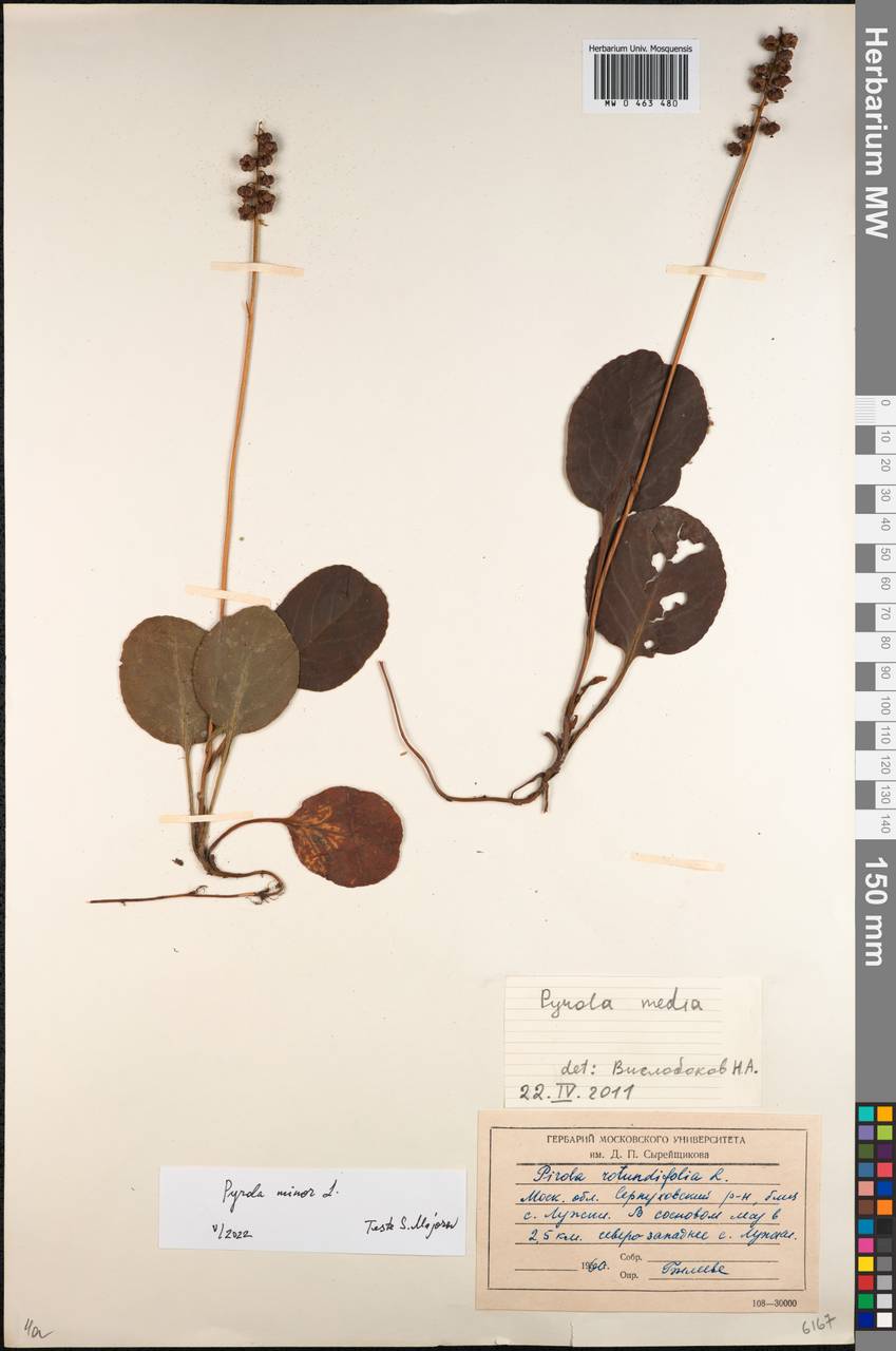 Pyrola minor L., Eastern Europe, Moscow region (E4a) (Russia)