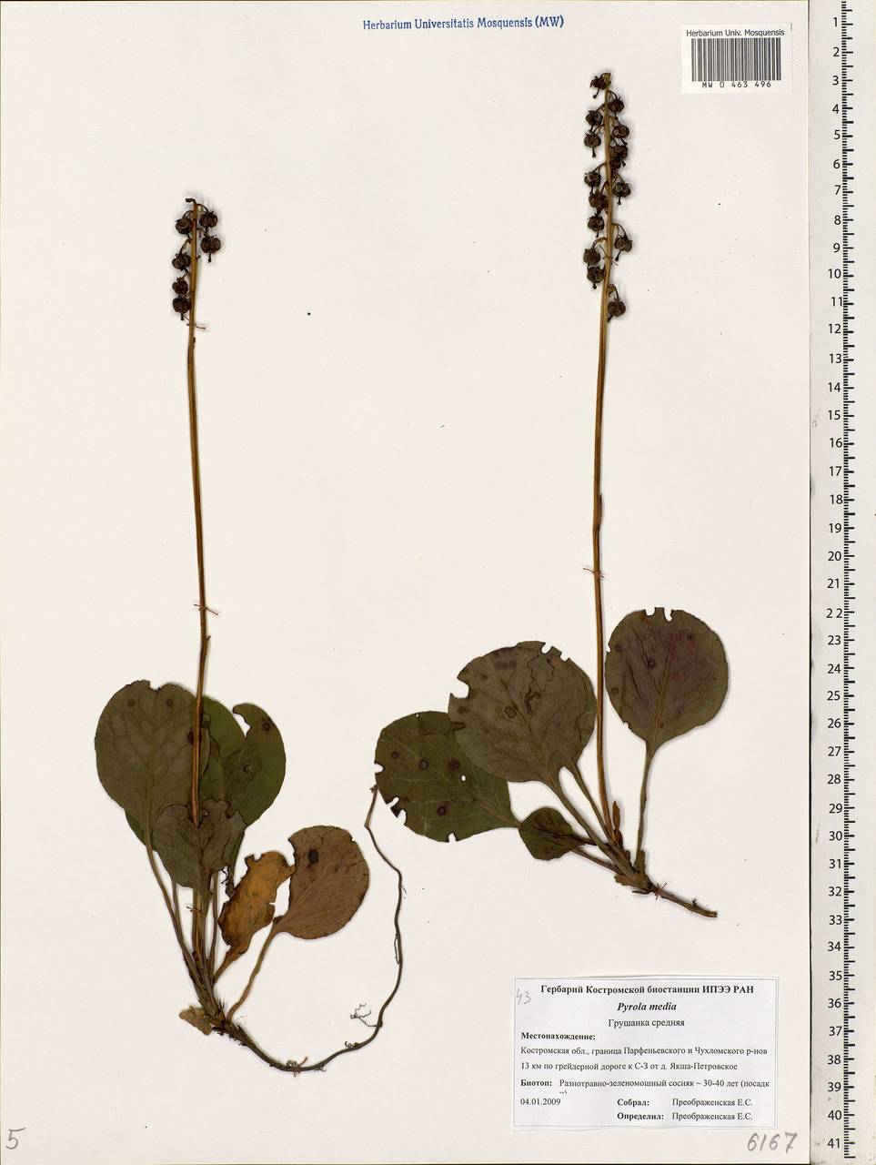 Pyrola media Sw., Eastern Europe, Central forest region (E5) (Russia)