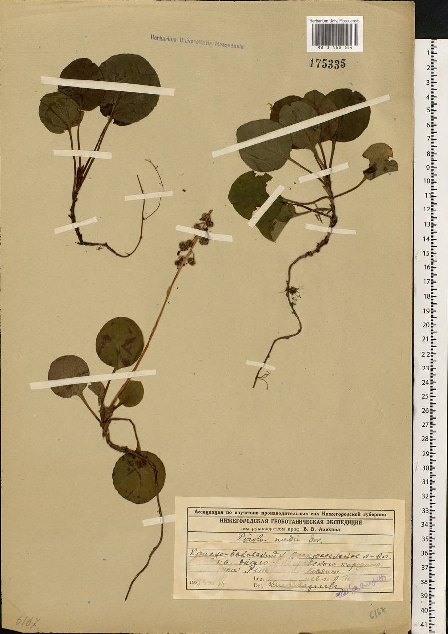 Pyrola media Sw., Eastern Europe, Volga-Kama region (E7) (Russia)