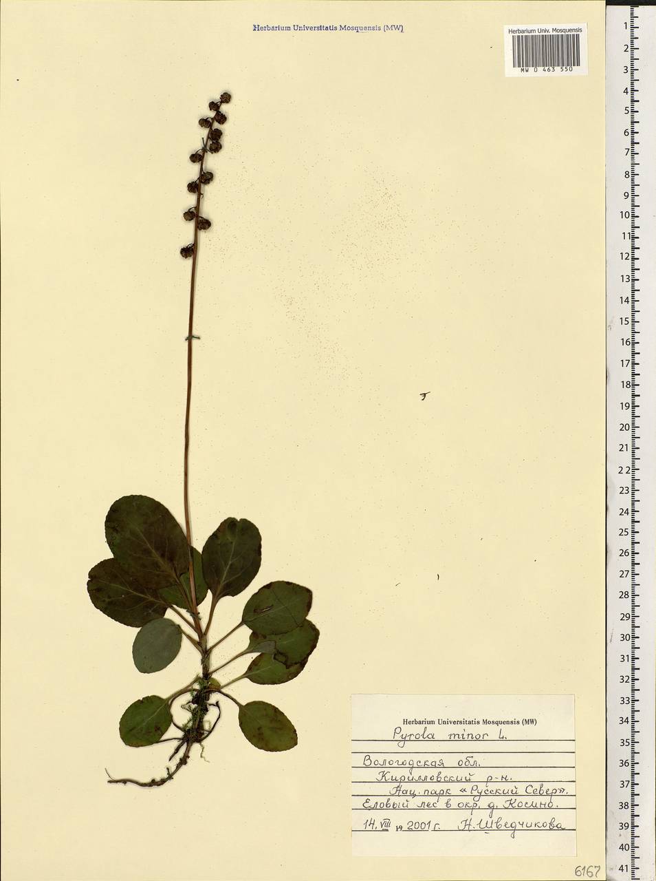 Pyrola minor L., Eastern Europe, Northern region (E1) (Russia)