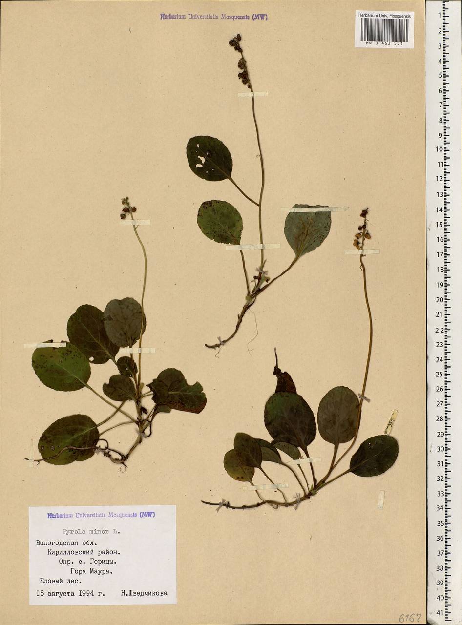 Pyrola minor L., Eastern Europe, Northern region (E1) (Russia)