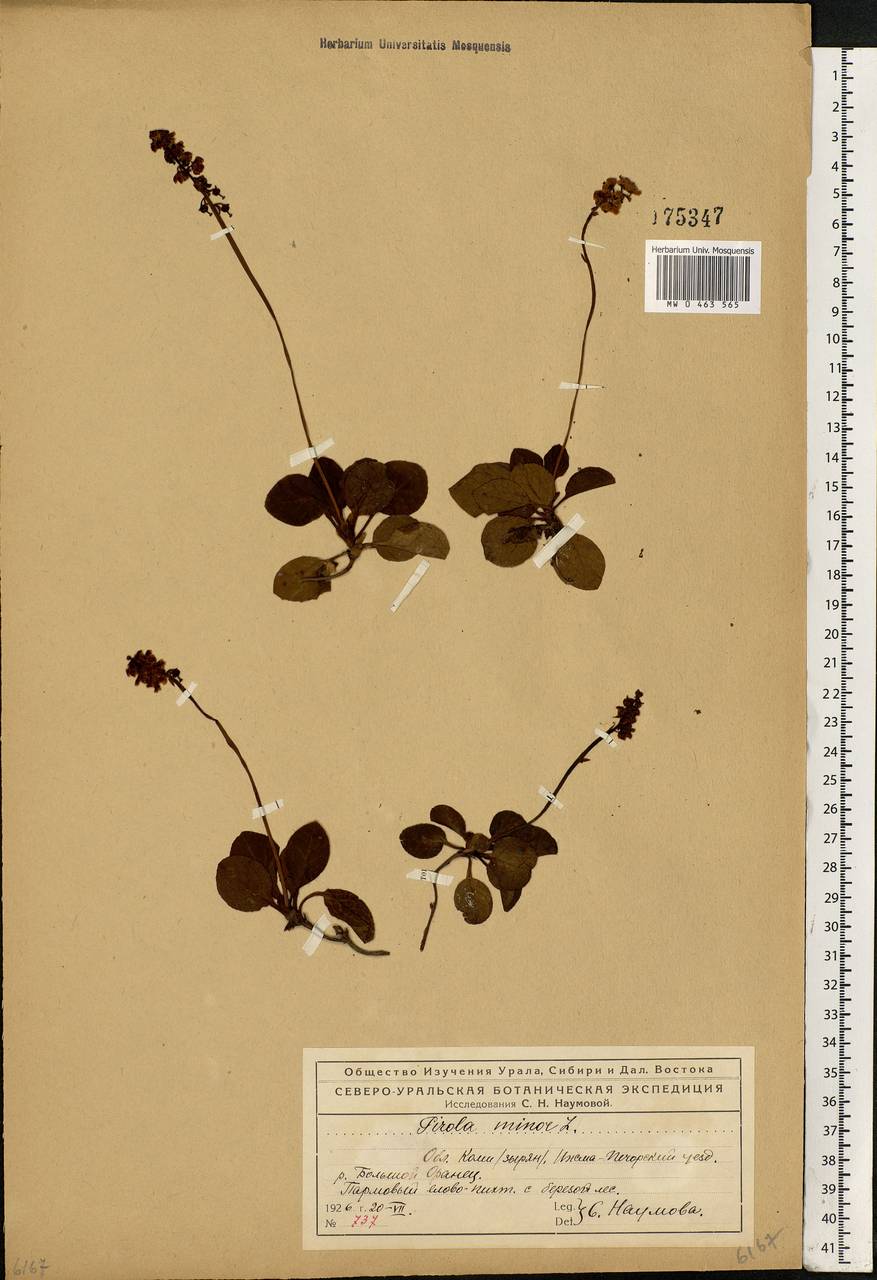 Pyrola minor L., Eastern Europe, Northern region (E1) (Russia)