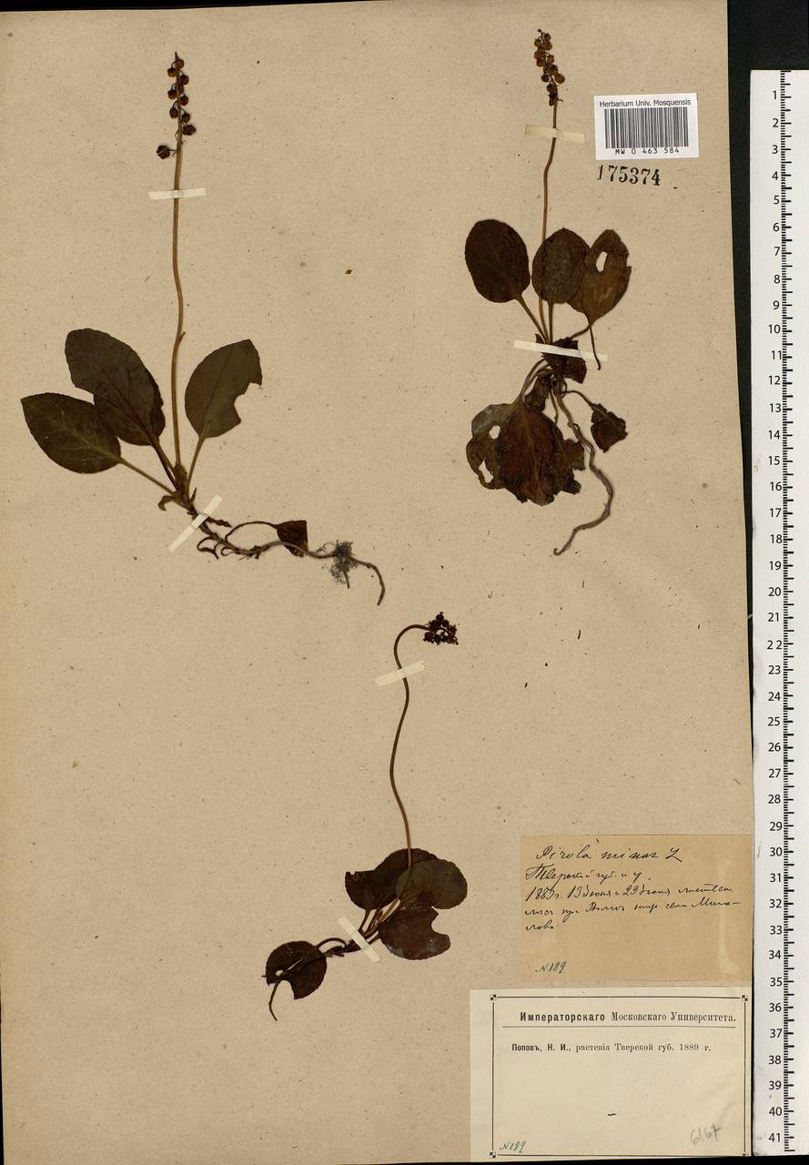 Pyrola minor L., Eastern Europe, North-Western region (E2) (Russia)