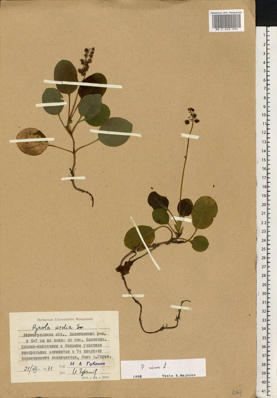 Pyrola minor L., Eastern Europe, North-Western region (E2) (Russia)