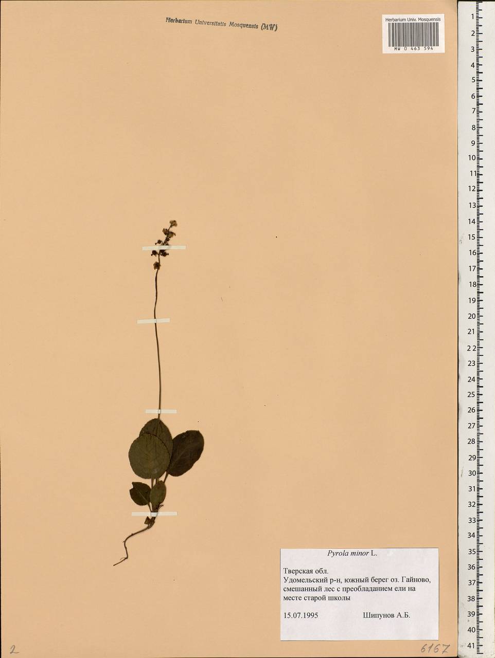 Pyrola minor L., Eastern Europe, North-Western region (E2) (Russia)