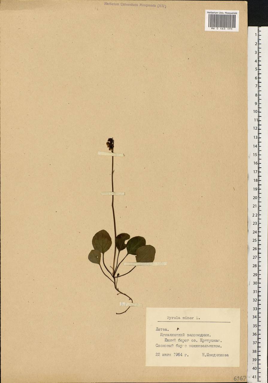 Pyrola minor L., Eastern Europe, Lithuania (E2a) (Lithuania)