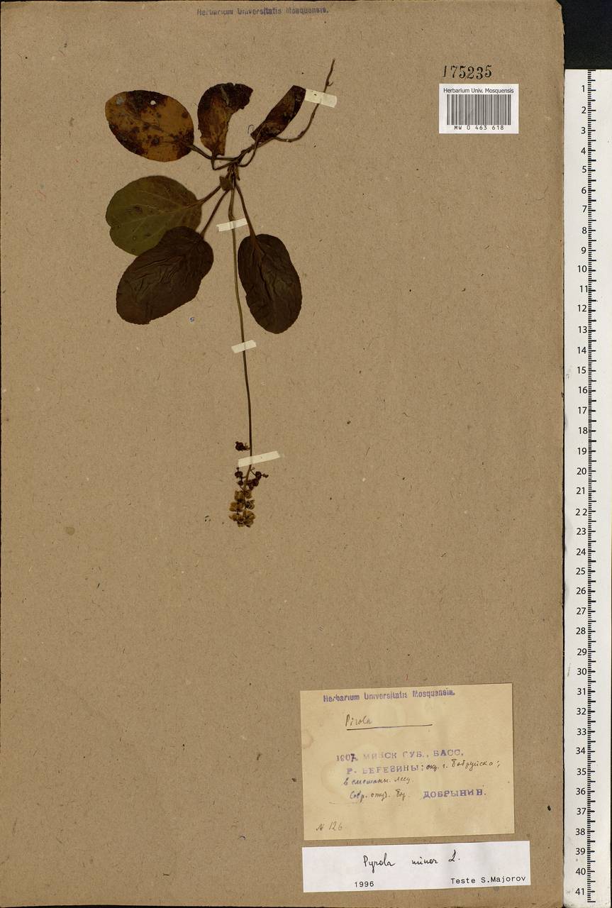 Pyrola minor L., Eastern Europe, Belarus (E3a) (Belarus)