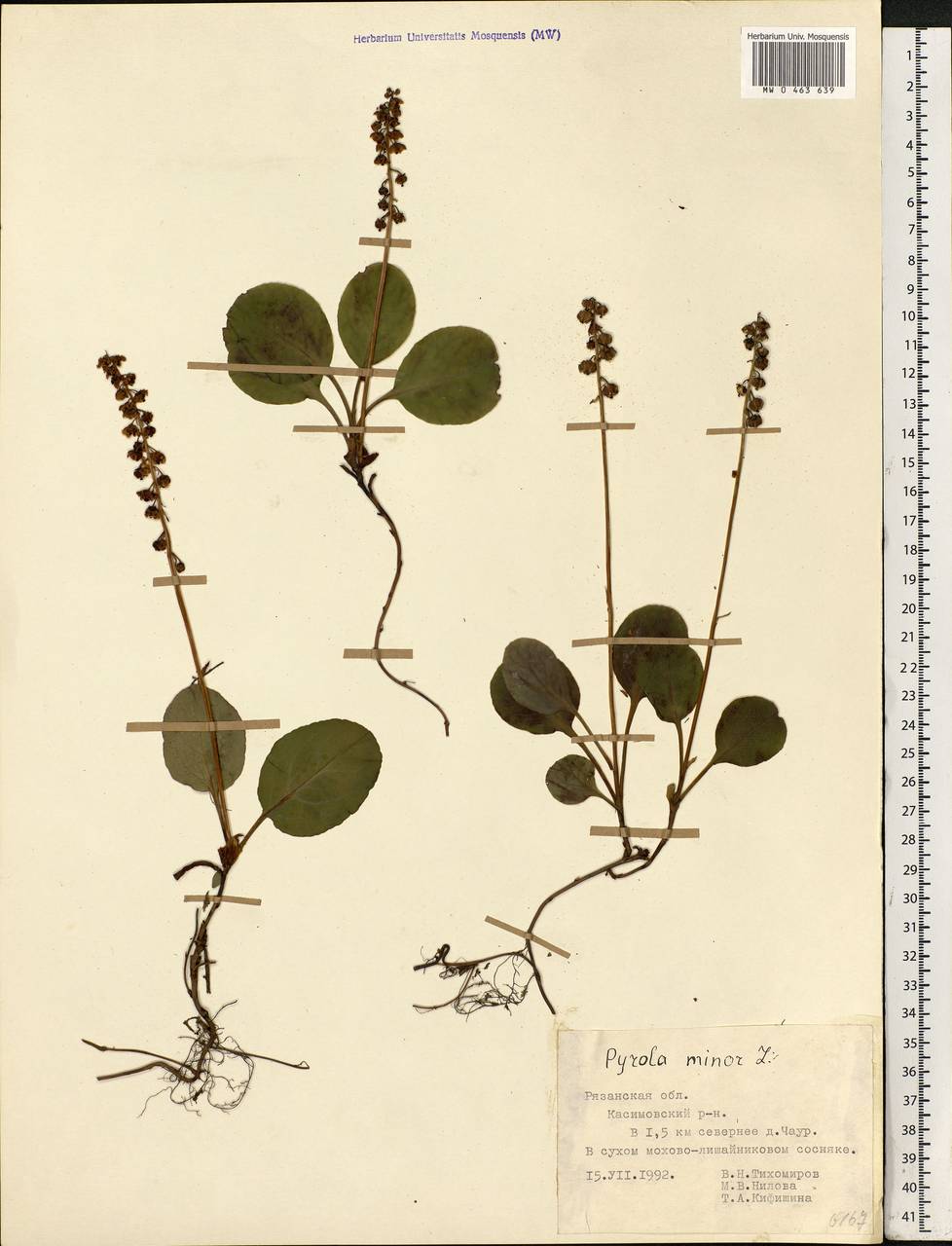 Pyrola minor L., Eastern Europe, Central region (E4) (Russia)