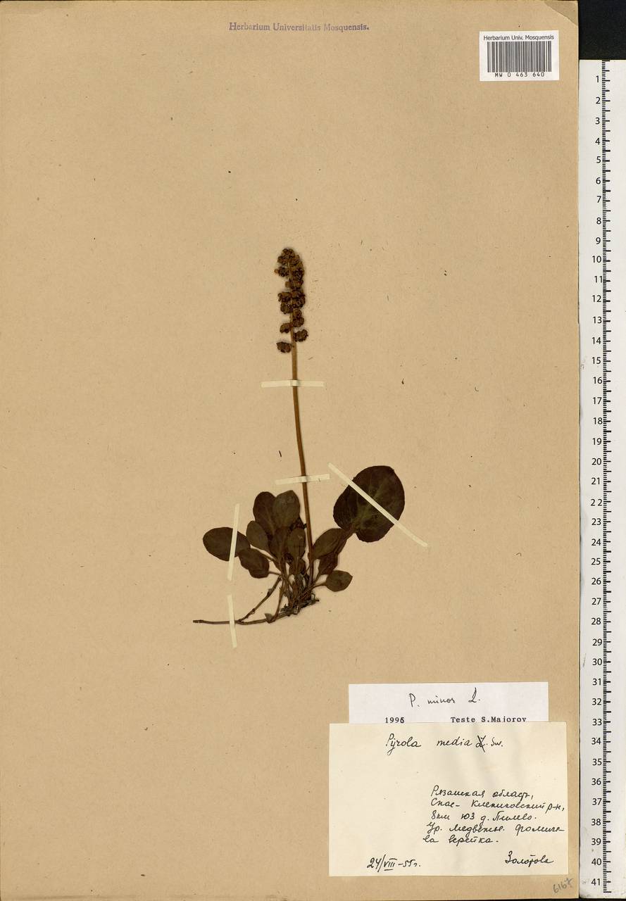 Pyrola minor L., Eastern Europe, Central region (E4) (Russia)