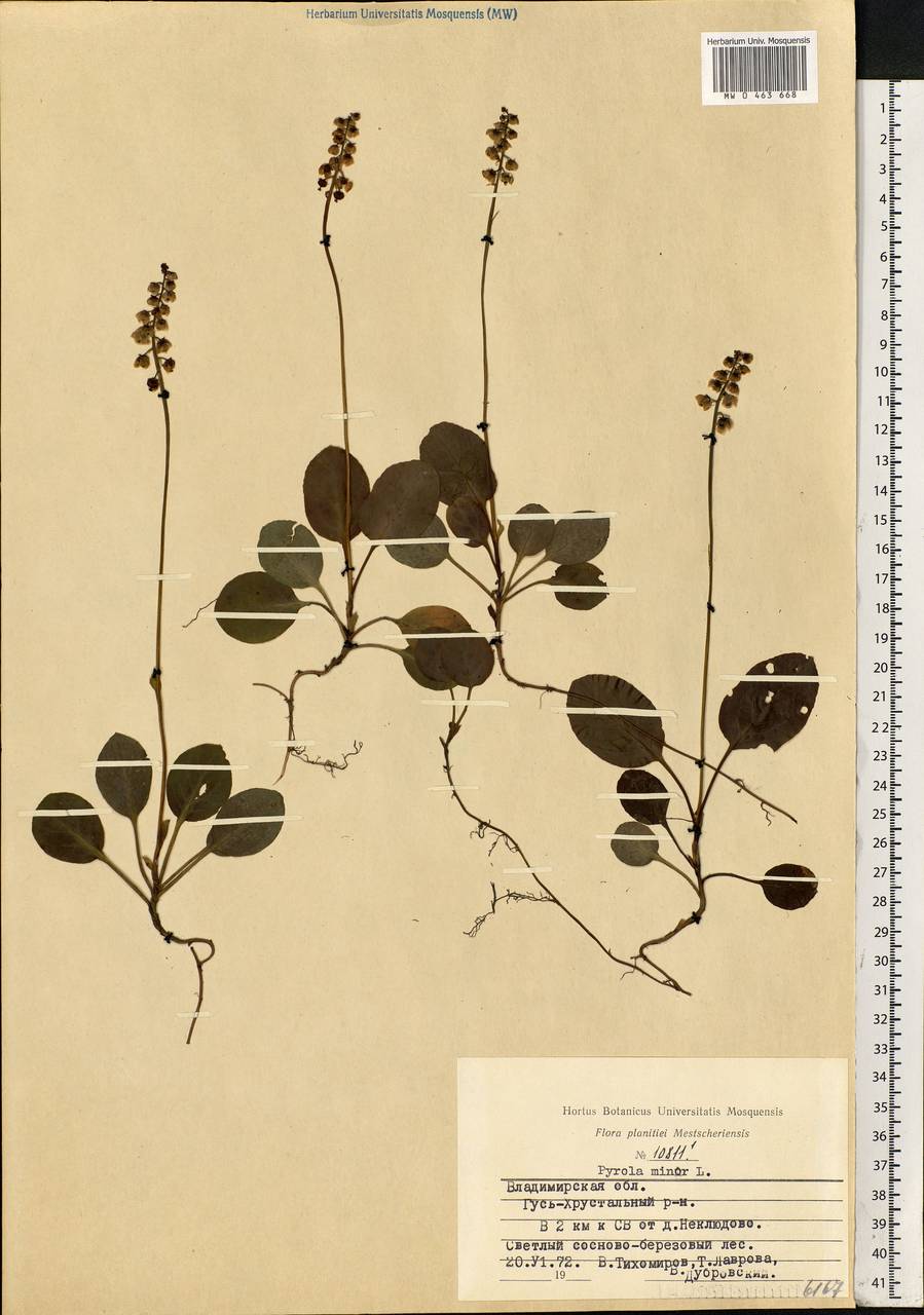 Pyrola minor L., Eastern Europe, Central region (E4) (Russia)