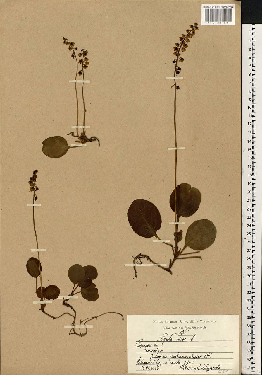 Pyrola minor L., Eastern Europe, Central region (E4) (Russia)