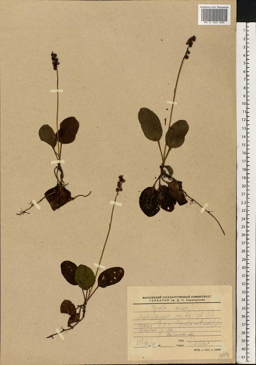 Pyrola minor L., Eastern Europe, Central region (E4) (Russia)